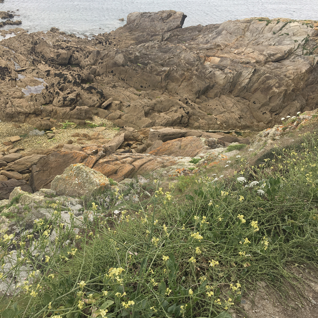 Rock flowers and natural elements